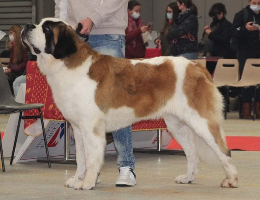 Les Chien du Saint-Bernard de l'affixe d'en Temps