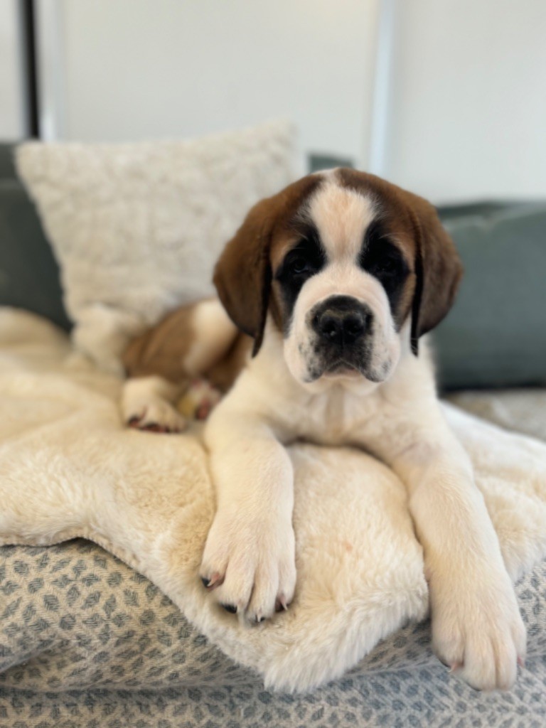 d'en Temps - Chiot disponible  - Chien du Saint-Bernard