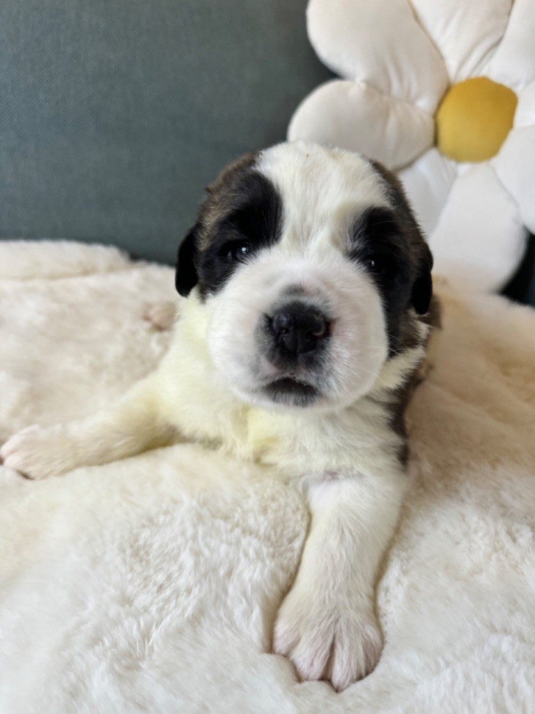 d'en Temps - Chiot disponible  - Chien du Saint-Bernard