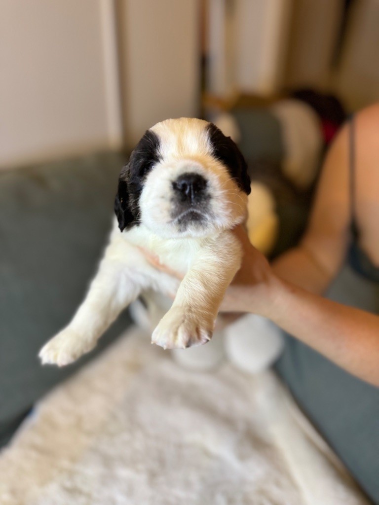 d'en Temps - Chiot disponible  - Chien du Saint-Bernard