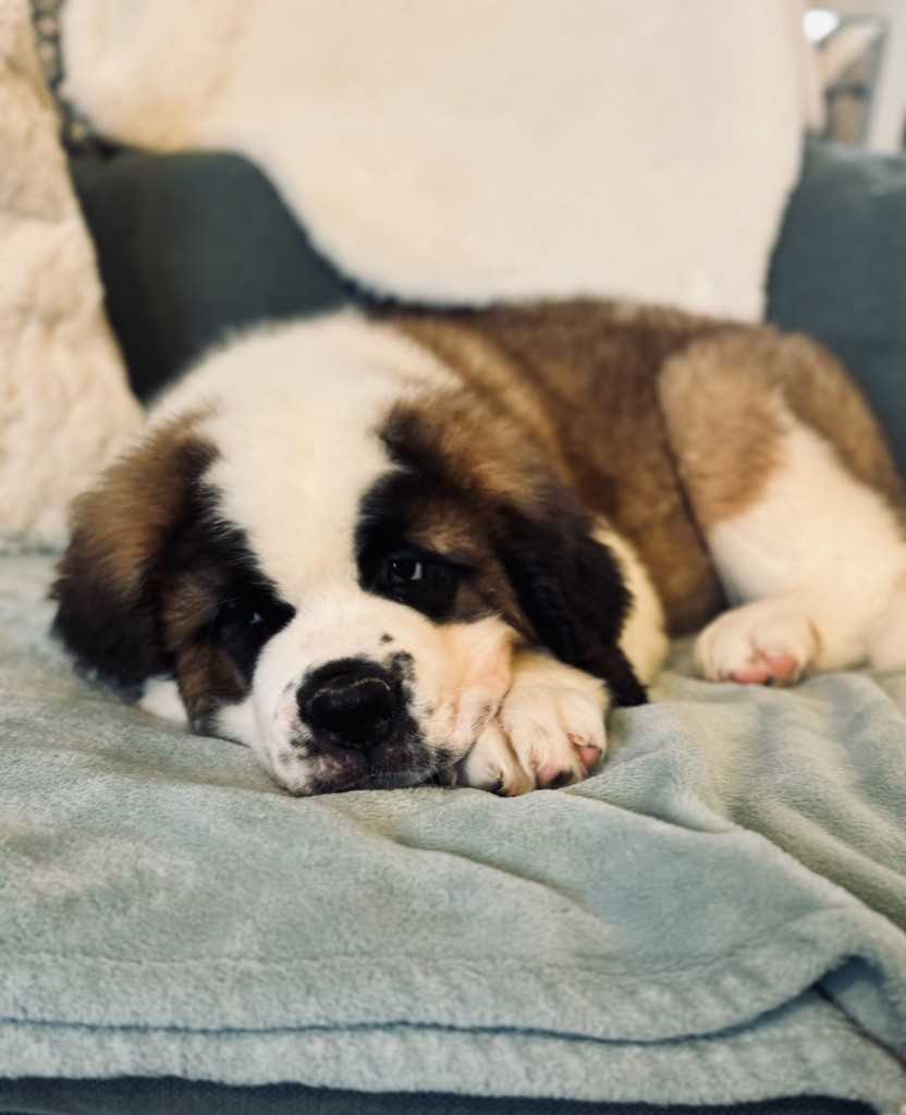 d'en Temps - Chiot disponible  - Chien du Saint-Bernard