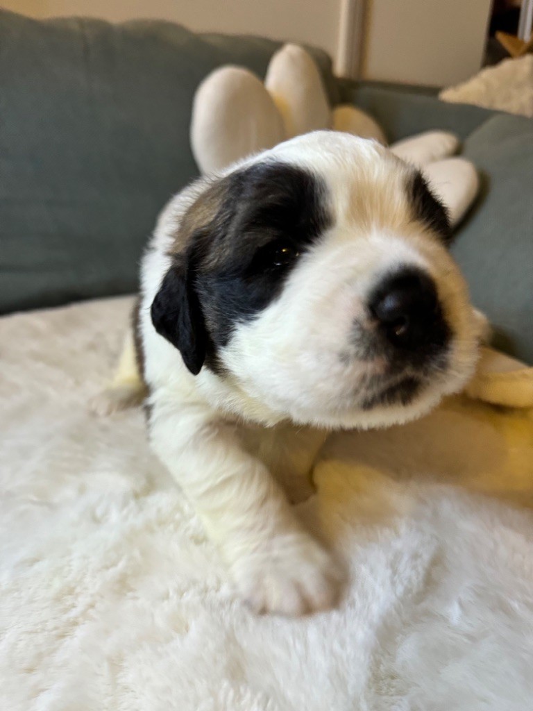 d'en Temps - Chiot disponible  - Chien du Saint-Bernard