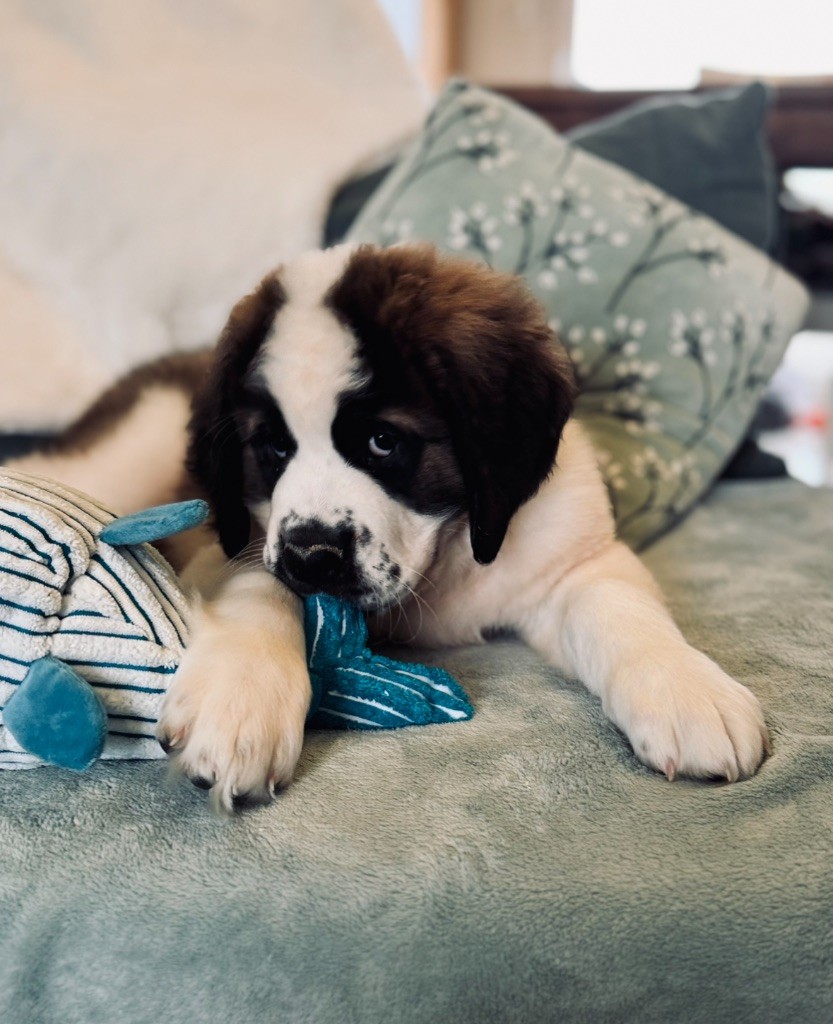 d'en Temps - Chiot disponible  - Chien du Saint-Bernard