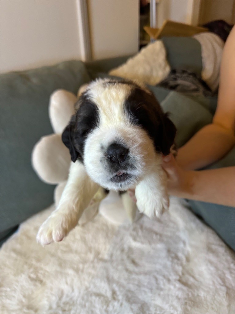 d'en Temps - Chiot disponible  - Chien du Saint-Bernard