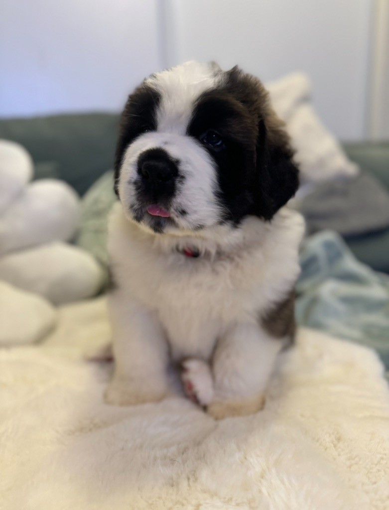 d'en Temps - Chiot disponible  - Chien du Saint-Bernard