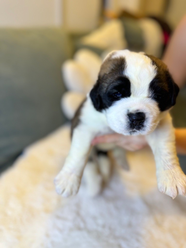 d'en Temps - Chiot disponible  - Chien du Saint-Bernard