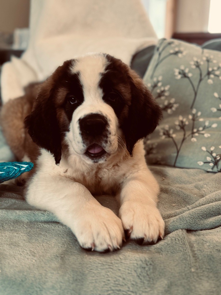 d'en Temps - Chiot disponible  - Chien du Saint-Bernard