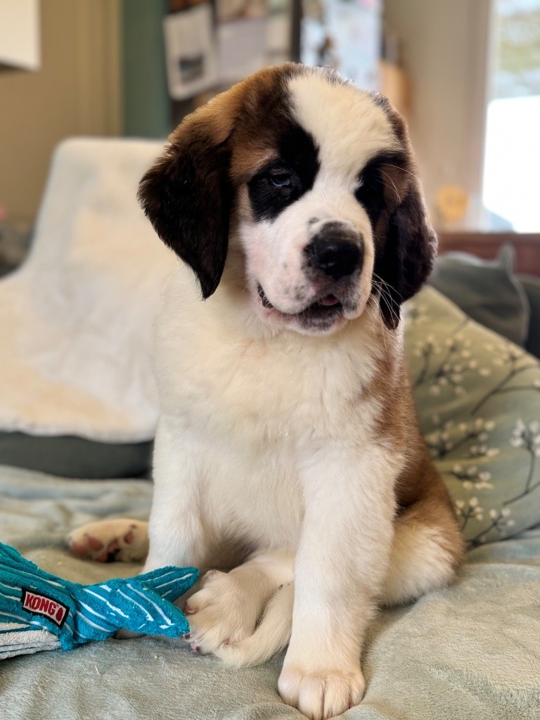 d'en Temps - Chiot disponible  - Chien du Saint-Bernard