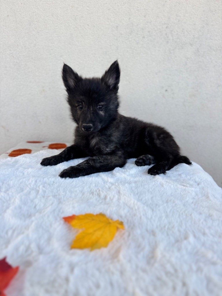 Archie d'en Temps Collier beige