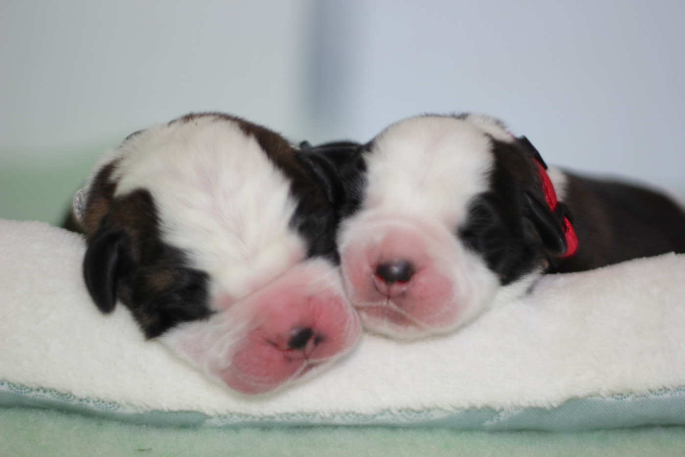 Chiot Chien du Saint-Bernard d'en Temps