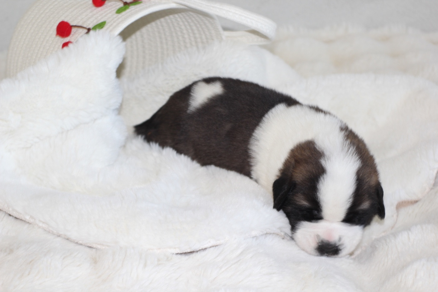 d'en Temps - Chiots disponibles - Chien du Saint-Bernard