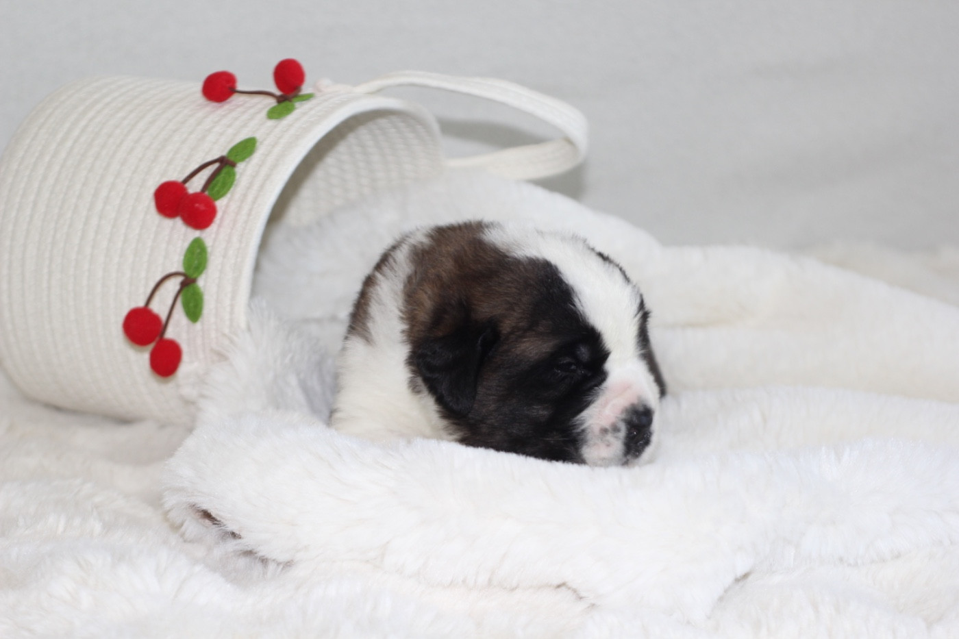 d'en Temps - Chiots disponibles - Chien du Saint-Bernard