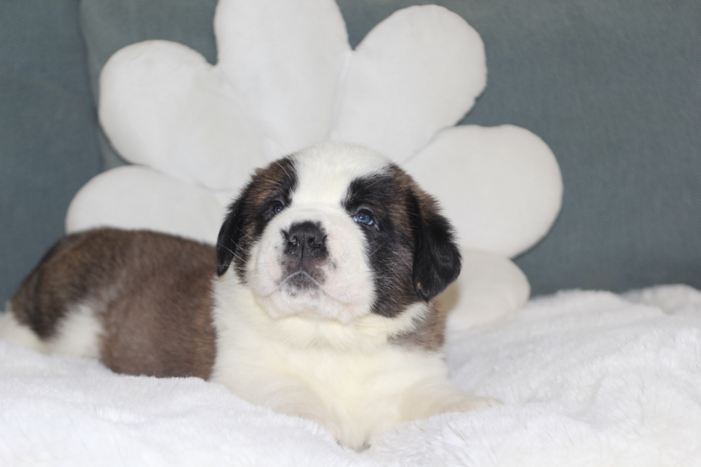 d'en Temps - Chiots disponibles - Chien du Saint-Bernard
