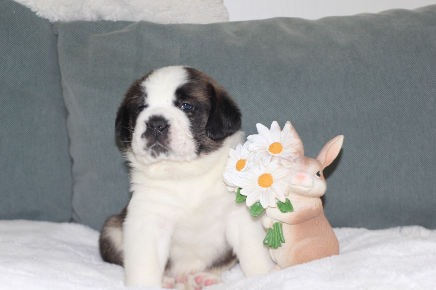 d'en Temps - Chiots disponibles - Chien du Saint-Bernard