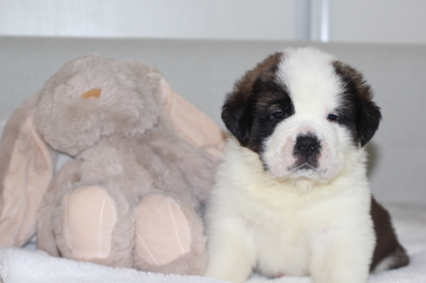 d'en Temps - Chiots disponibles - Chien du Saint-Bernard