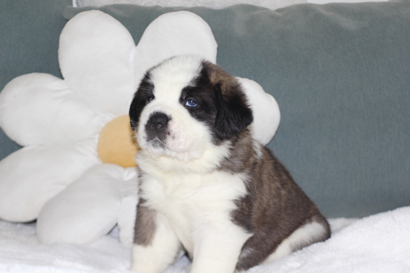 d'en Temps - Chiots disponibles - Chien du Saint-Bernard