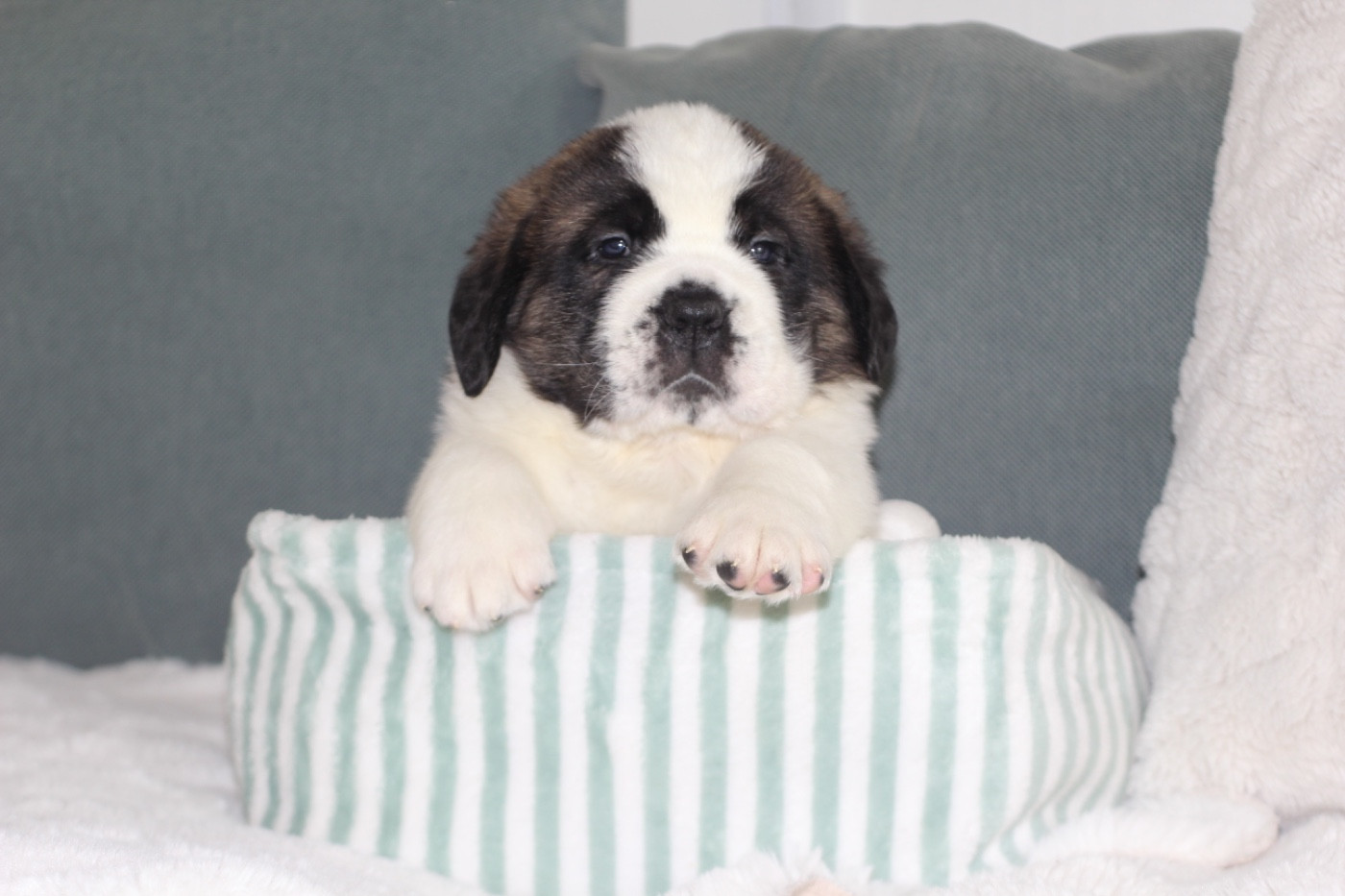 d'en Temps - Chiots disponibles - Chien du Saint-Bernard