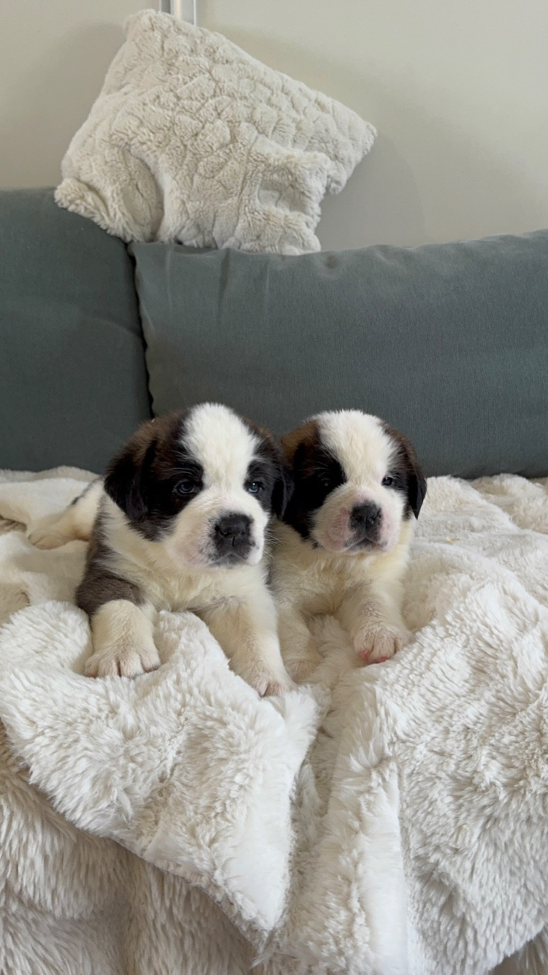 Chiot Chien du Saint-Bernard d'en Temps