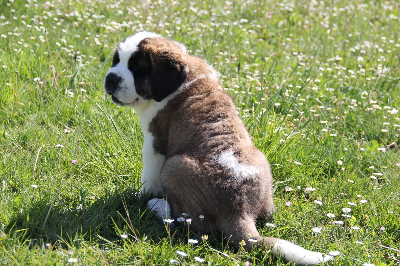 d'en Temps - Chiots disponibles - Chien du Saint-Bernard