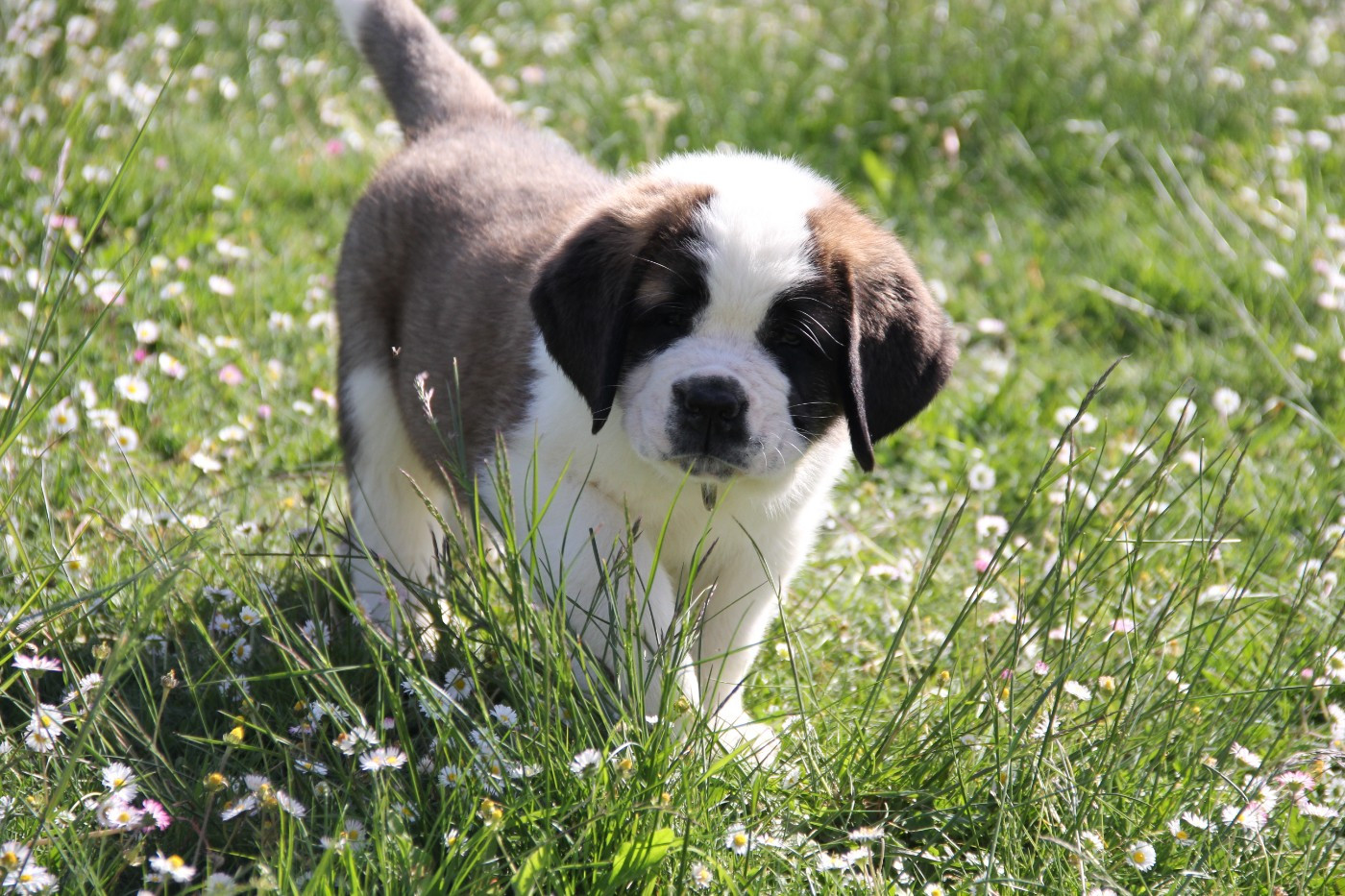 d'en Temps - Chiots disponibles - Chien du Saint-Bernard