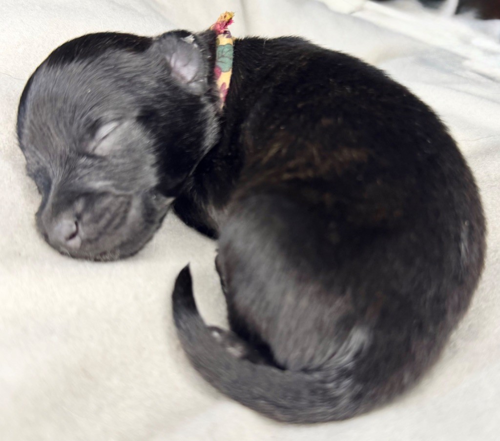 d'en Temps - Chiots disponibles - Berger hollandais