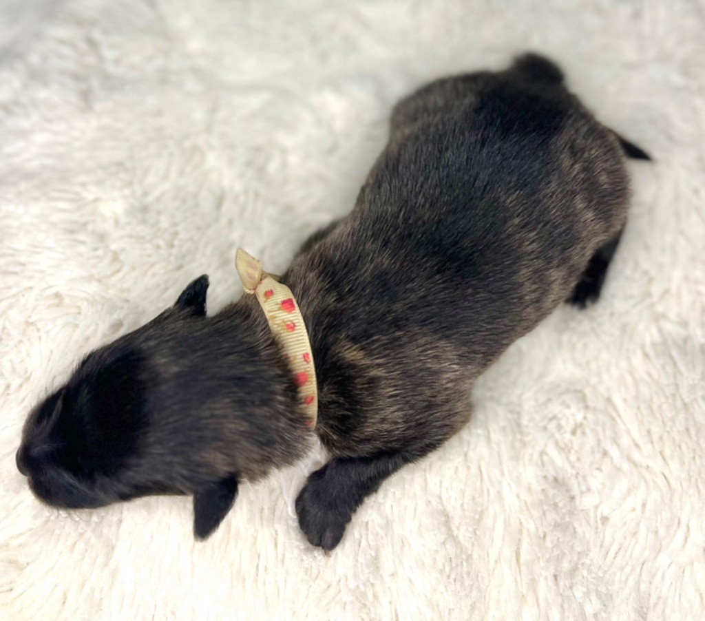 d'en Temps - Chiots disponibles - Berger hollandais