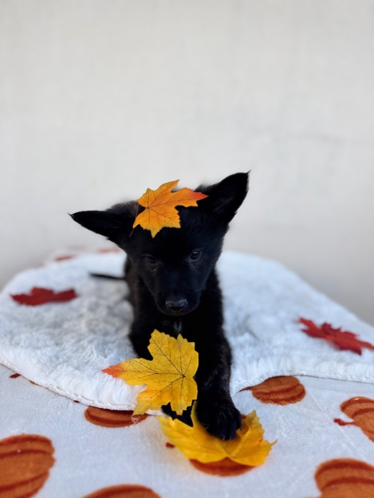 d'en Temps - Chiots disponibles - Berger hollandais