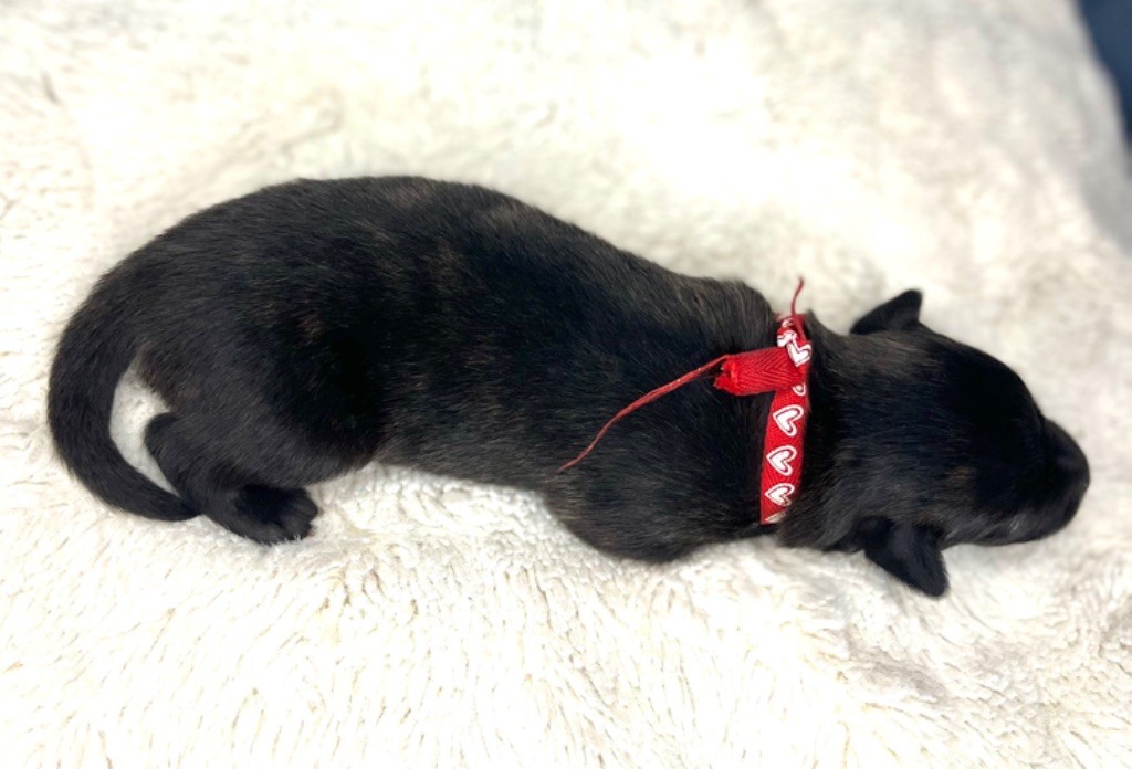 d'en Temps - Chiots disponibles - Berger hollandais