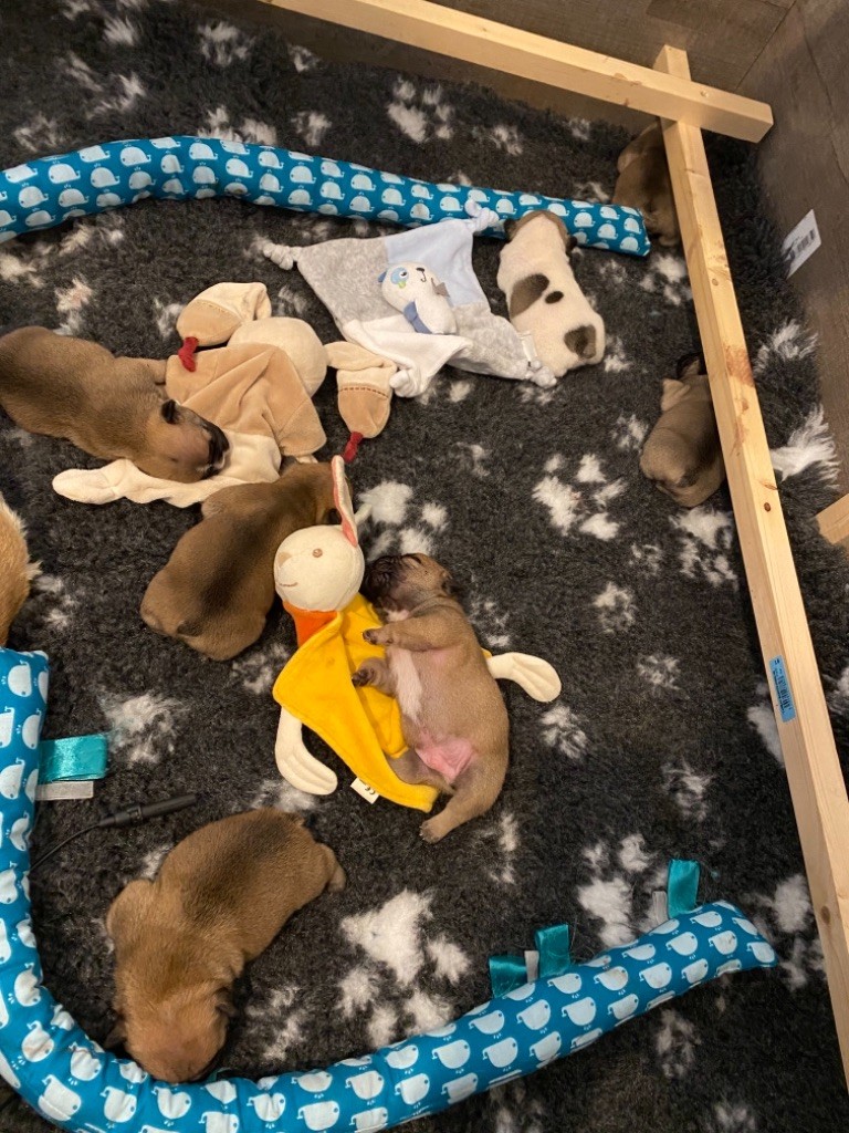 Chiot Bouledogue français d'en Temps