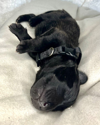 CHIOT Femelle collier noir