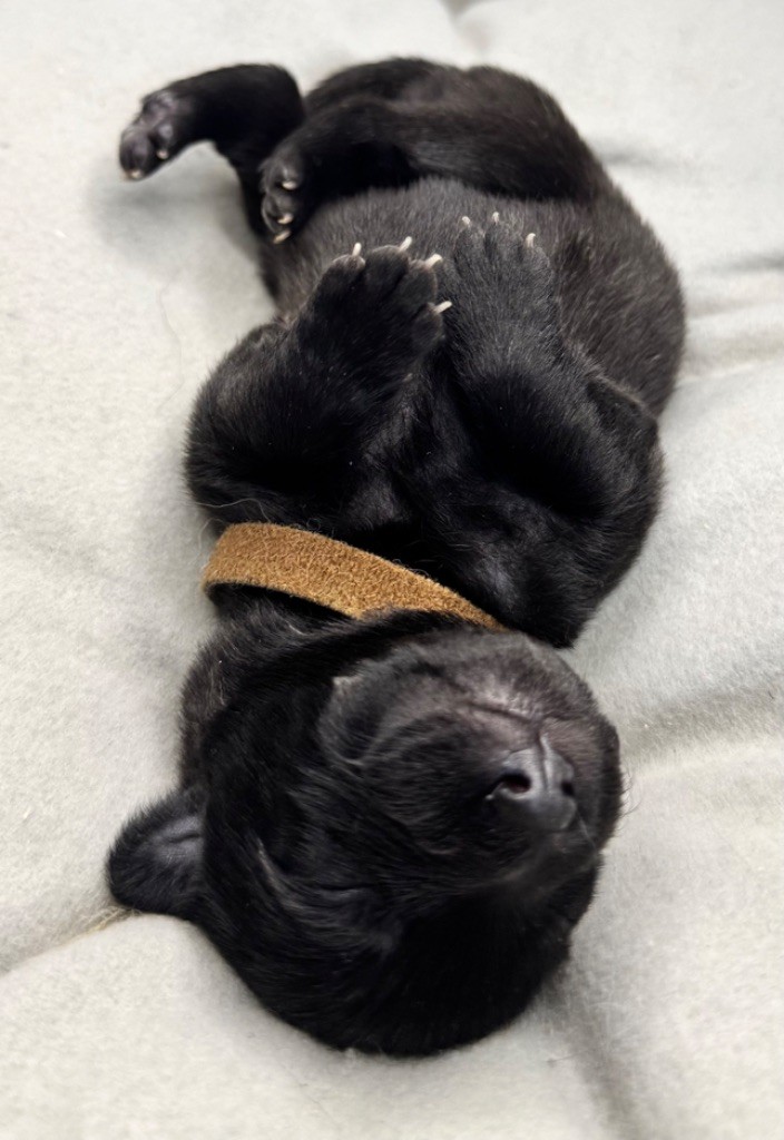 d'en Temps - Chiots disponibles - Berger hollandais