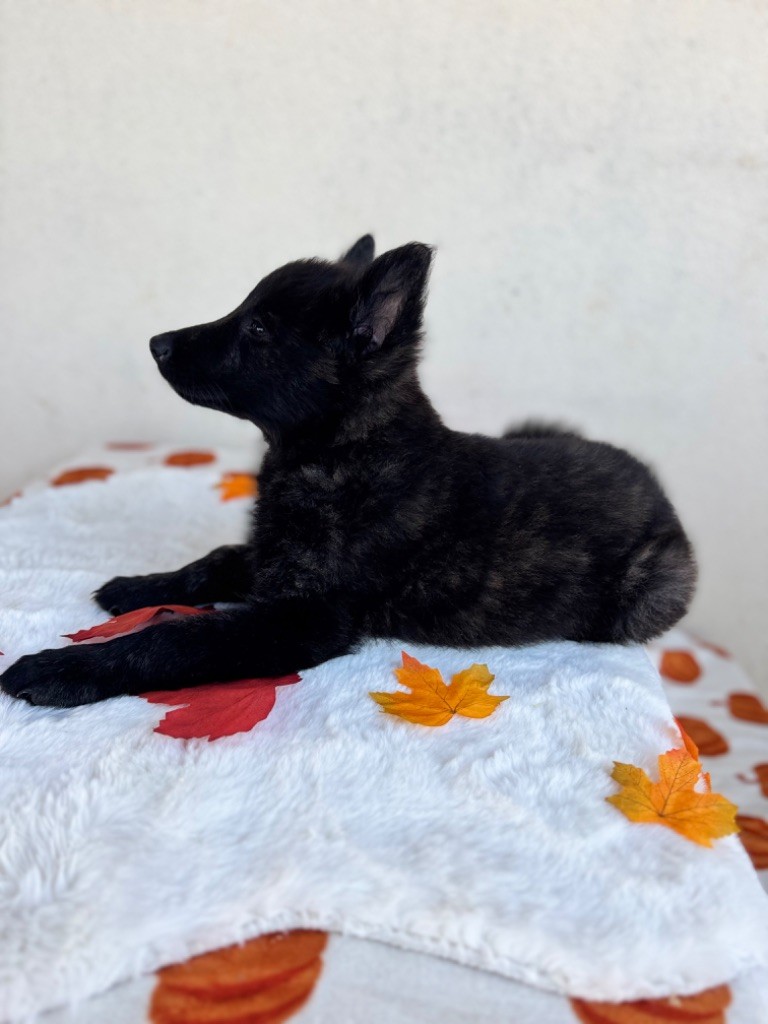 d'en Temps - Chiots disponibles - Berger hollandais