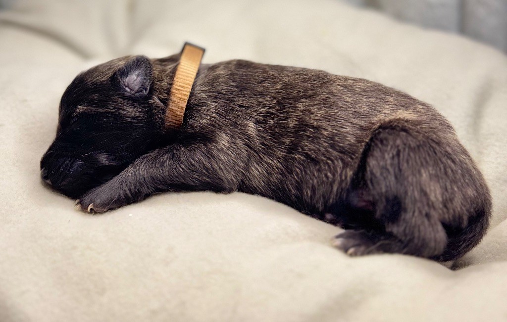 d'en Temps - Chiots disponibles - Berger hollandais
