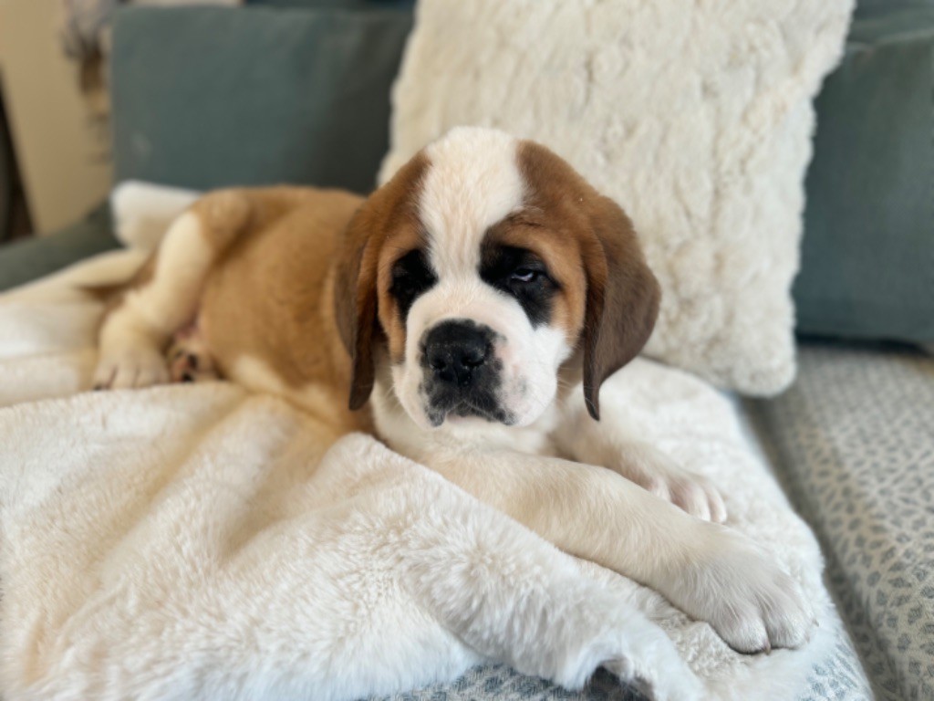 d'en Temps - Chien du Saint-Bernard - Portée née le 08/11/2024