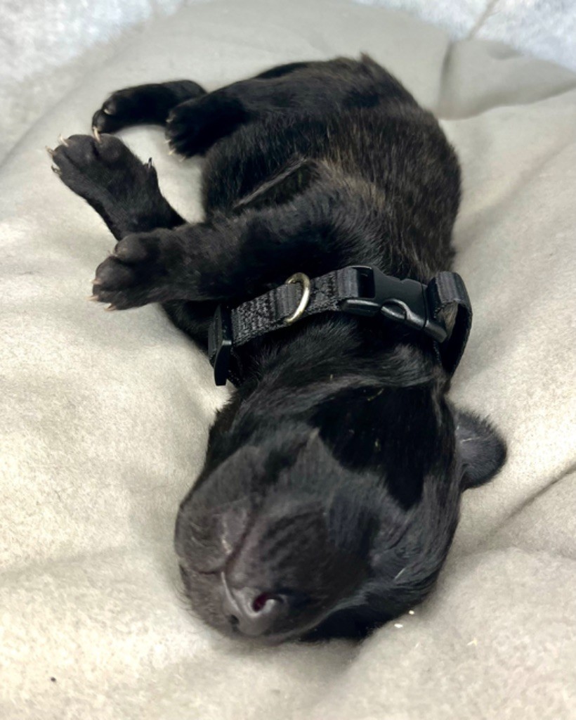 d'en Temps - Chiots disponibles - Berger hollandais