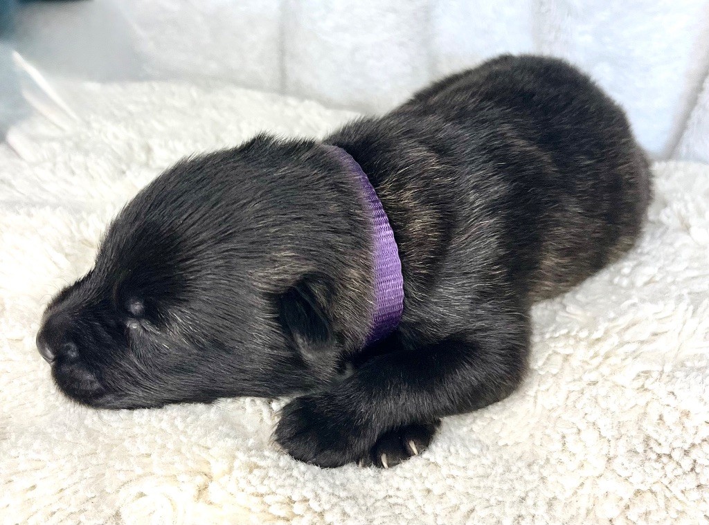 d'en Temps - Chiots disponibles - Berger hollandais