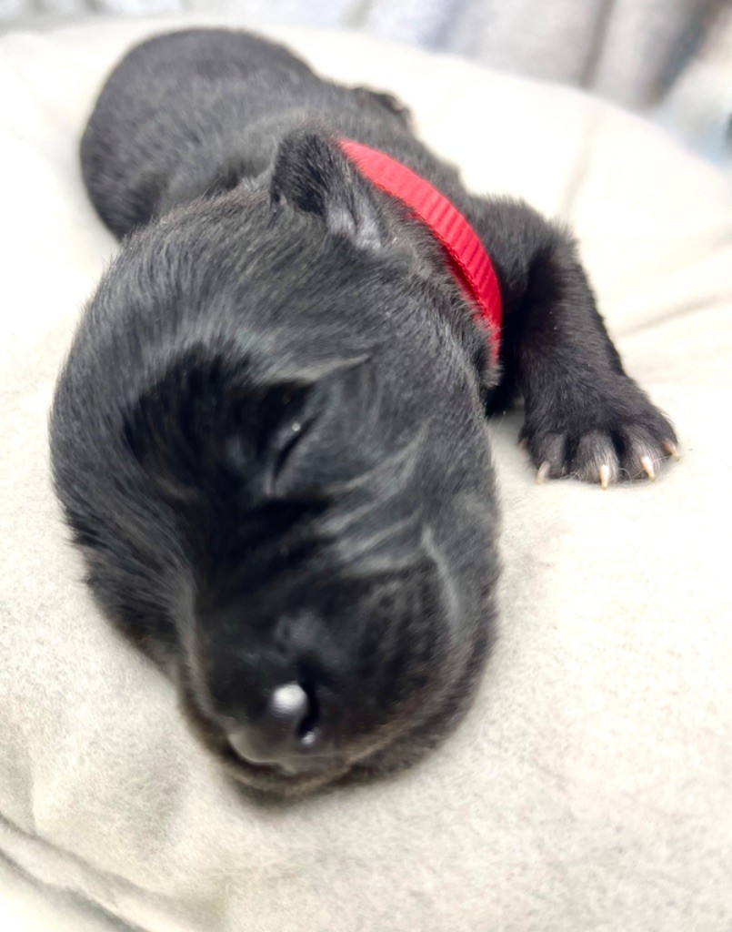 d'en Temps - Chiots disponibles - Berger hollandais